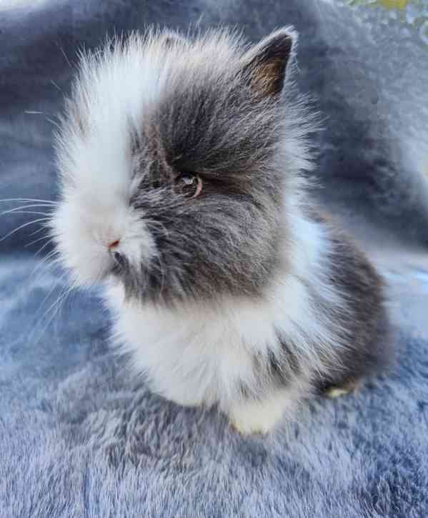 Zakrslý Teddy králíček, králík - foto 3