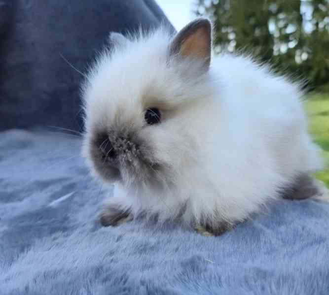 Zakrslý Teddy králíček, králík - foto 8