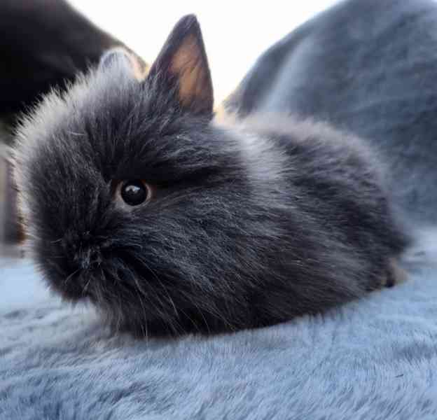 Zakrslý Teddy králíček, králík - foto 5
