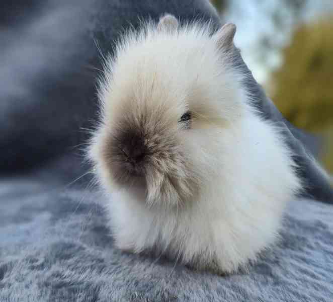 Zakrslý Teddy králíček, králík - foto 9