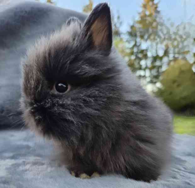 Zakrslý Teddy králíček, králík - foto 4