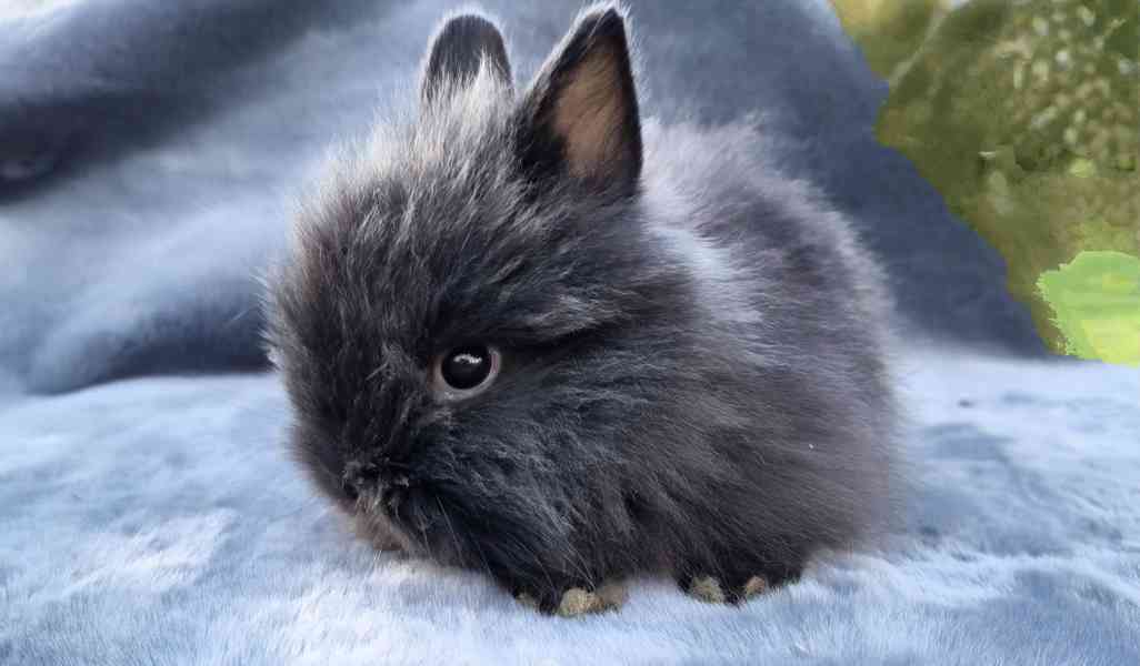 Zakrslý Teddy králíček, králík - foto 6