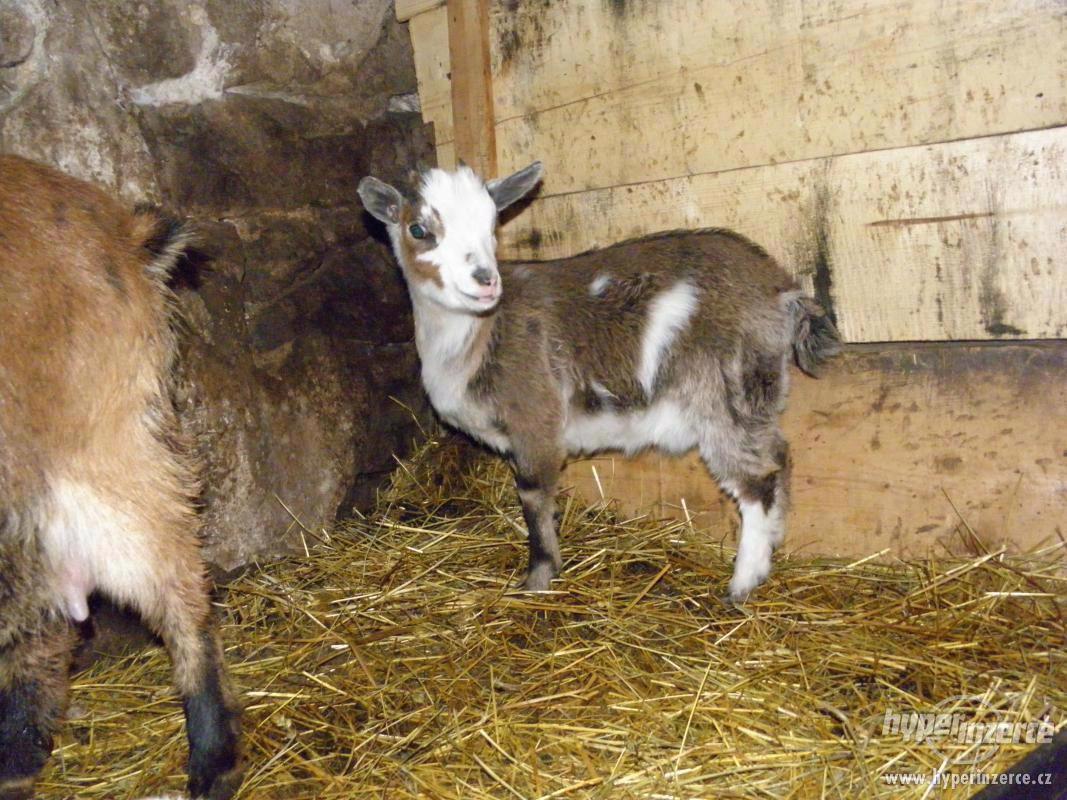 Prodám kozičku - foto 1