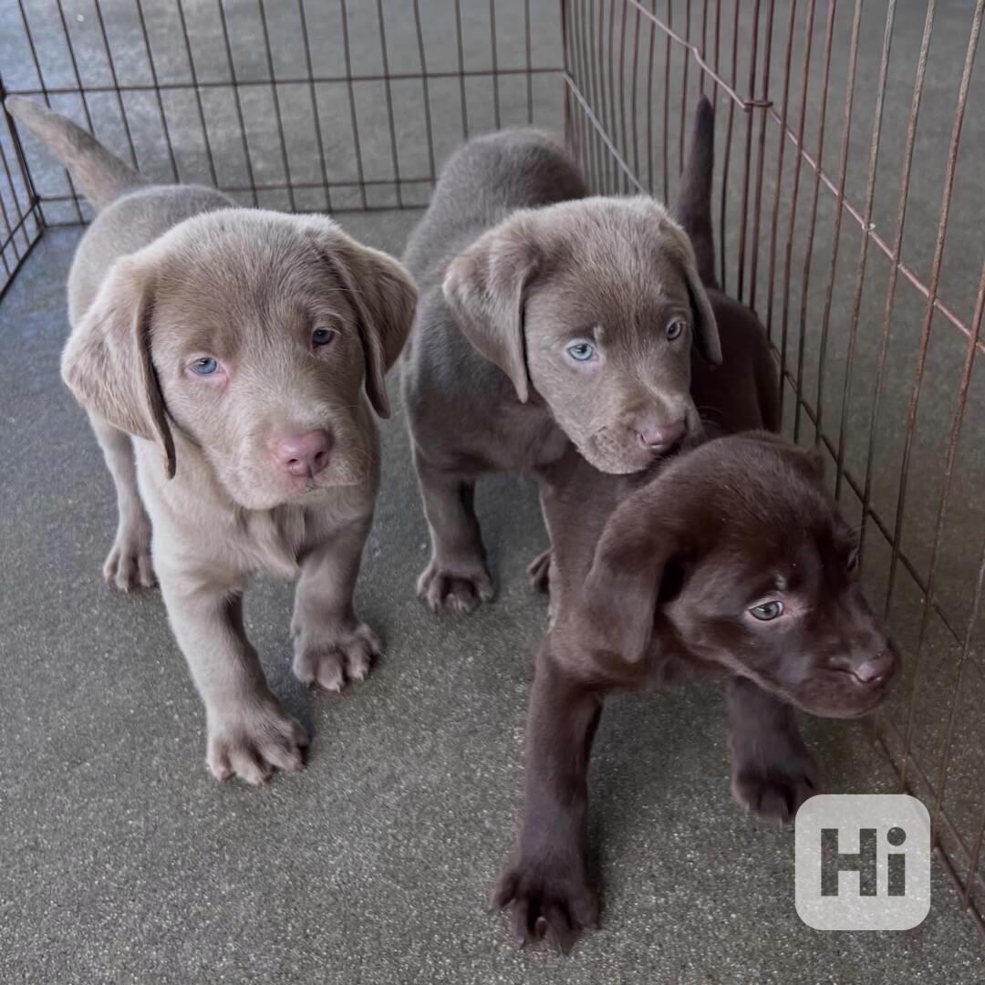 Labradorský retrívr.. - foto 1