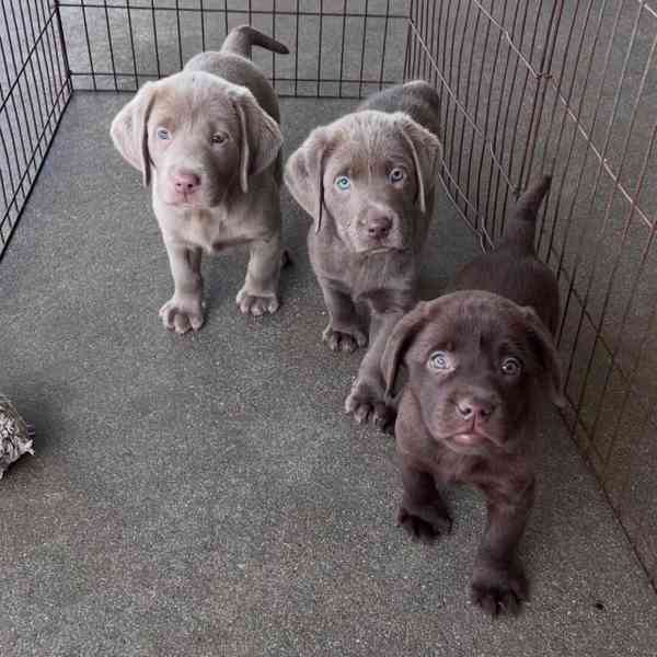 Labradorský retrívr.. - foto 3