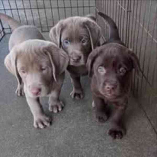 Labradorský retrívr.. - foto 2