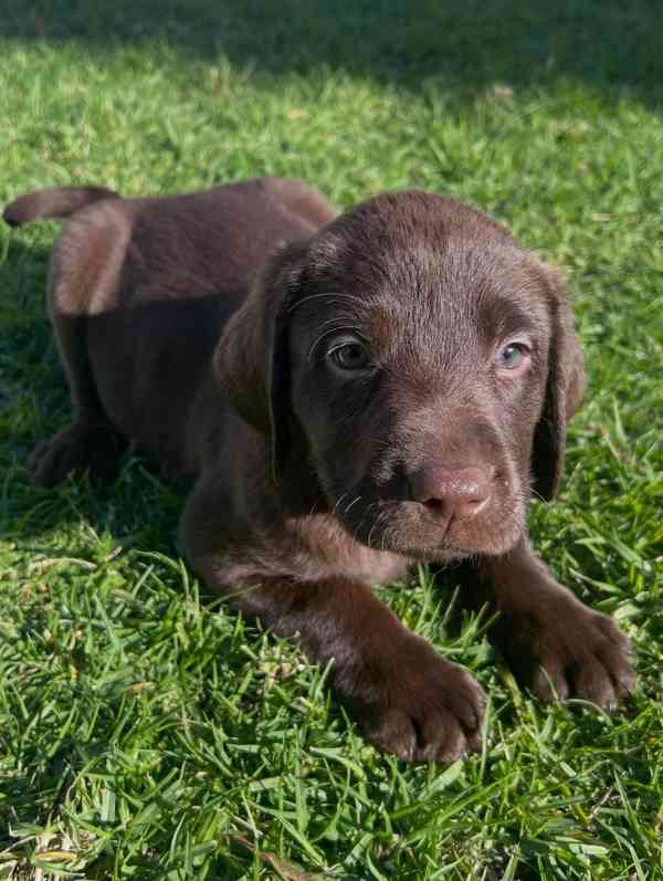 Prodáváme labradora - foto 1