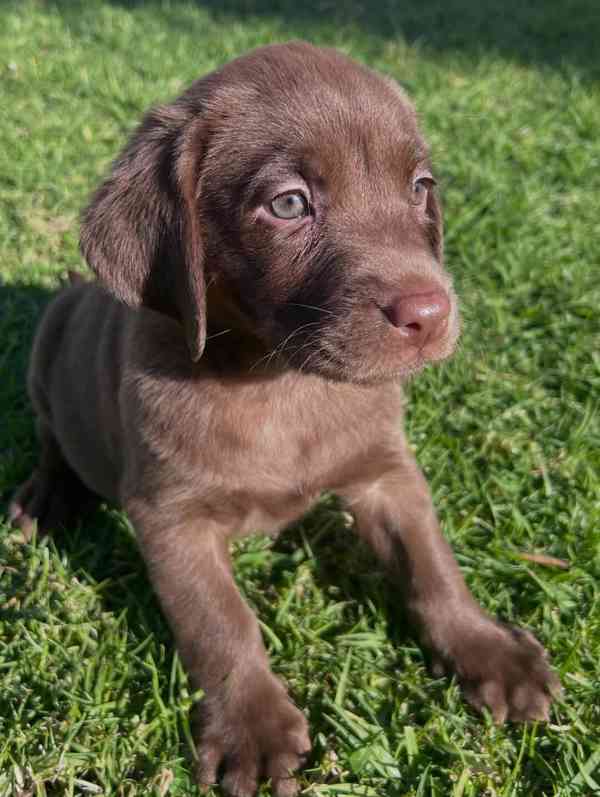 Prodáváme labradora - foto 2