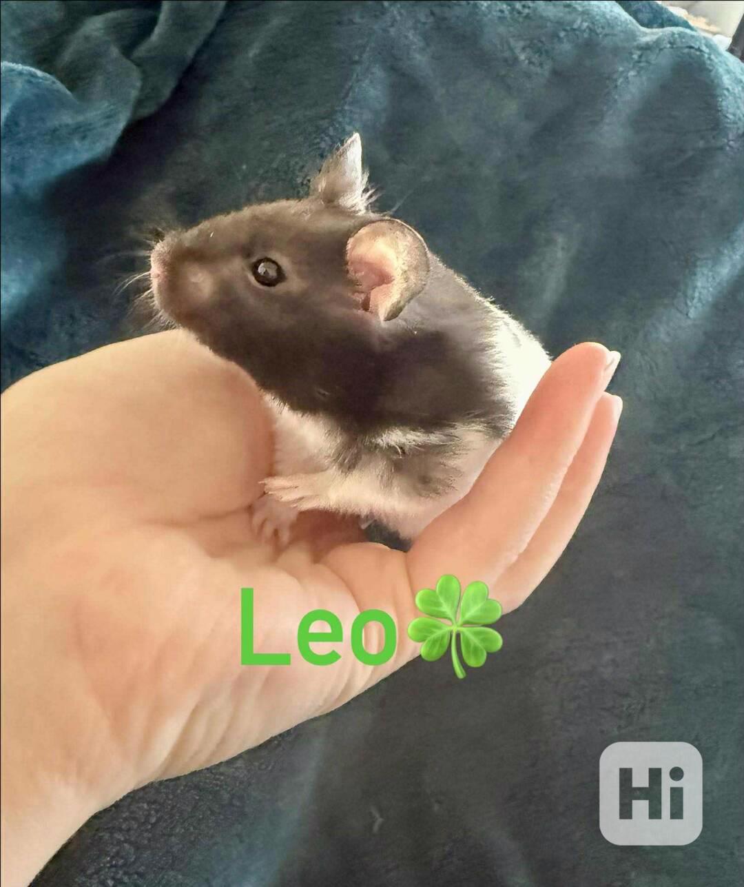 Křeček syrský - mláďata  - foto 1