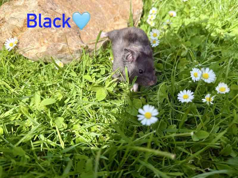 Křeček syrský - mláďata  - foto 8
