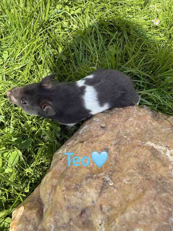 Křeček syrský - mláďata  - foto 6
