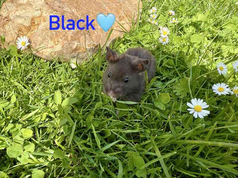 Křeček syrský - mláďata  - foto 9