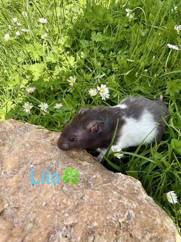 Křeček syrský - mláďata  - foto 4