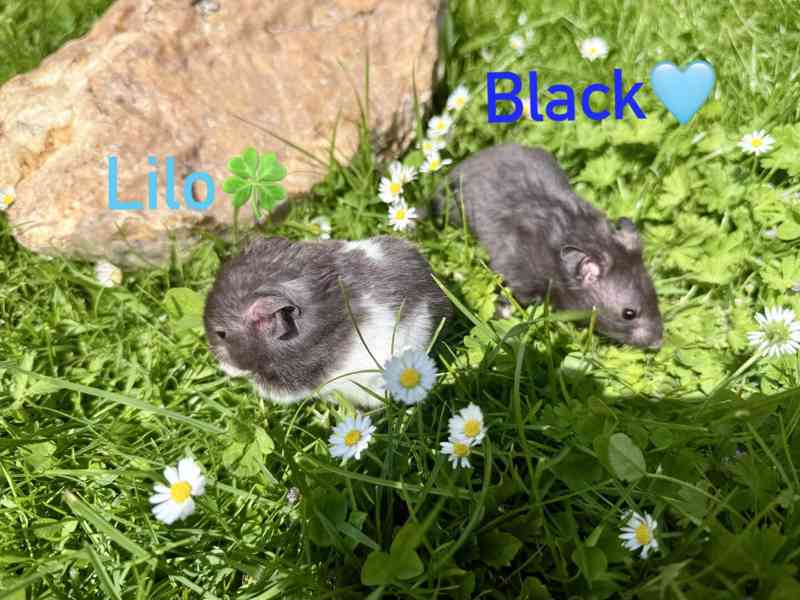 Křeček syrský - mláďata  - foto 3