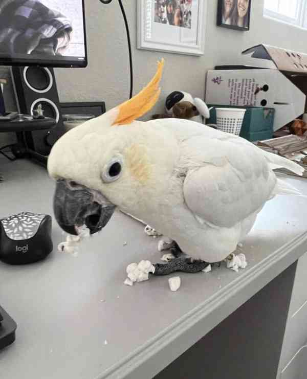  2 papoušci kakadu Deštník nyní k bezplatné adopci    - foto 2