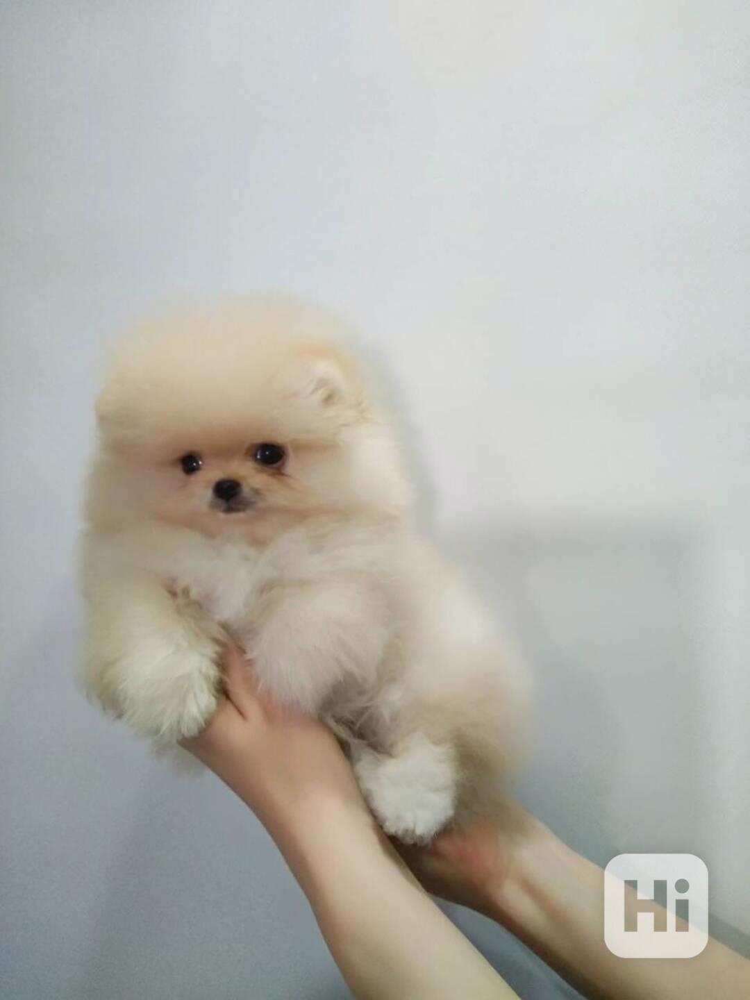 Pomeranians Štěňata - foto 1