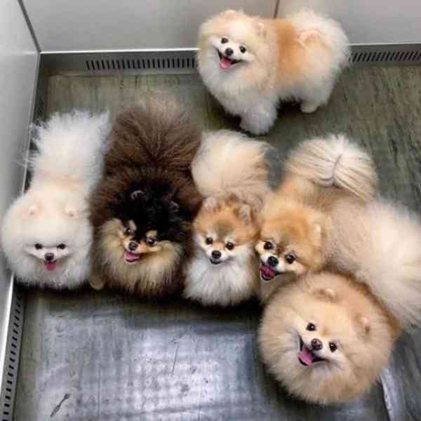 Pomeranians Štěňata - foto 8