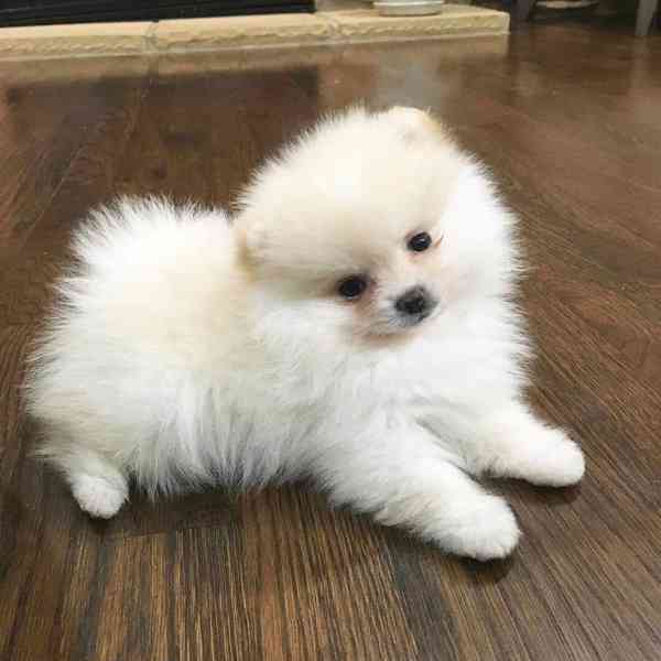 Pomeranians Štěňata - foto 5