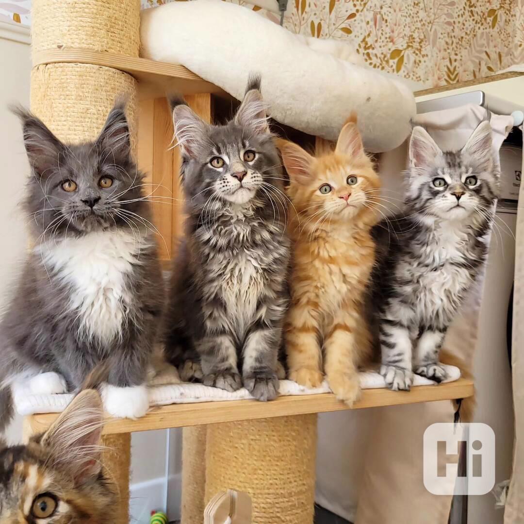 Koťata Maine Coon k dispozici - foto 1