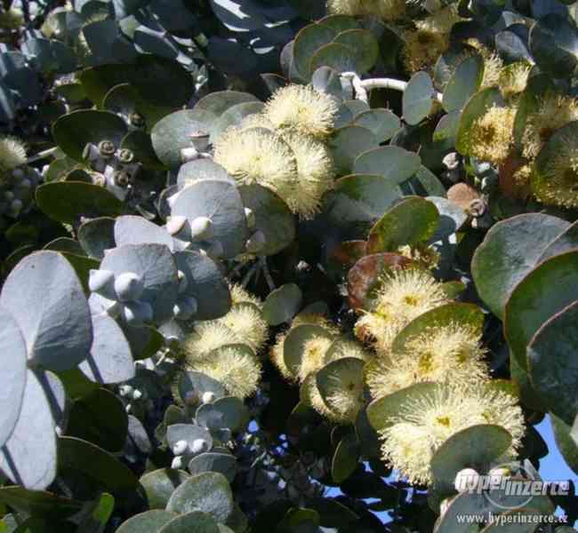 Eucalyptus Puleverulenta - semena - foto 1
