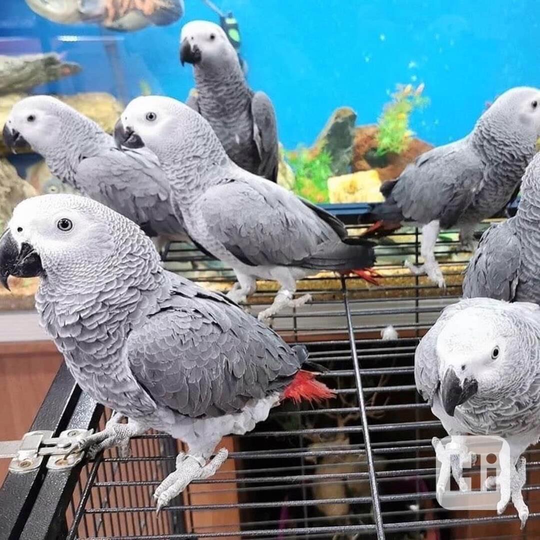 Krásní volně žijící papoušci šedí - foto 1