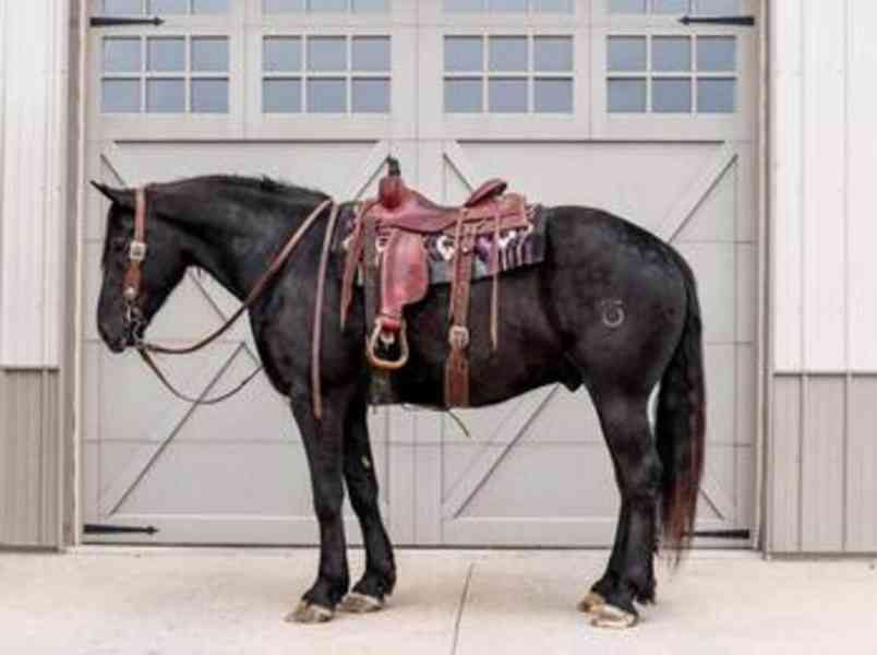 přátelské cikánské vanner koně na prodej - foto 1