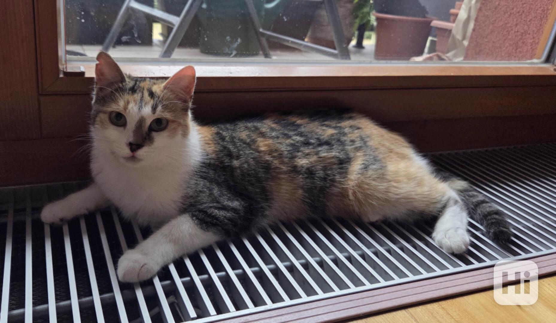 3barevná 9měsíční Bella s bílou kolem krku  - foto 1