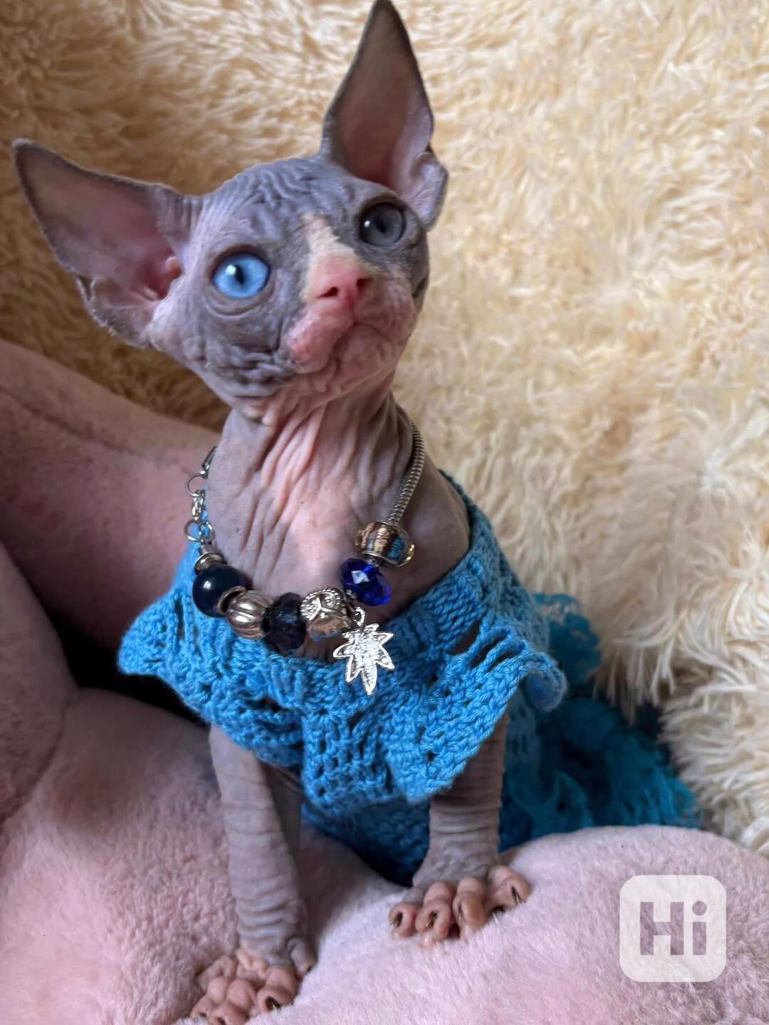Kotě Sphynx na prodej.  - foto 1