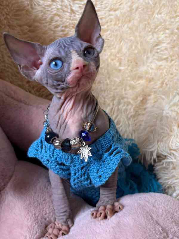 Kotě Sphynx na prodej.  - foto 1