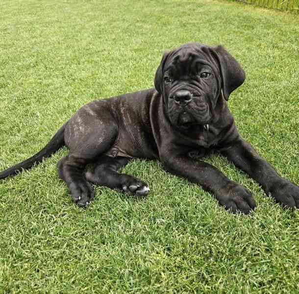 Tato krásná štěňata Cane Corso  - foto 1