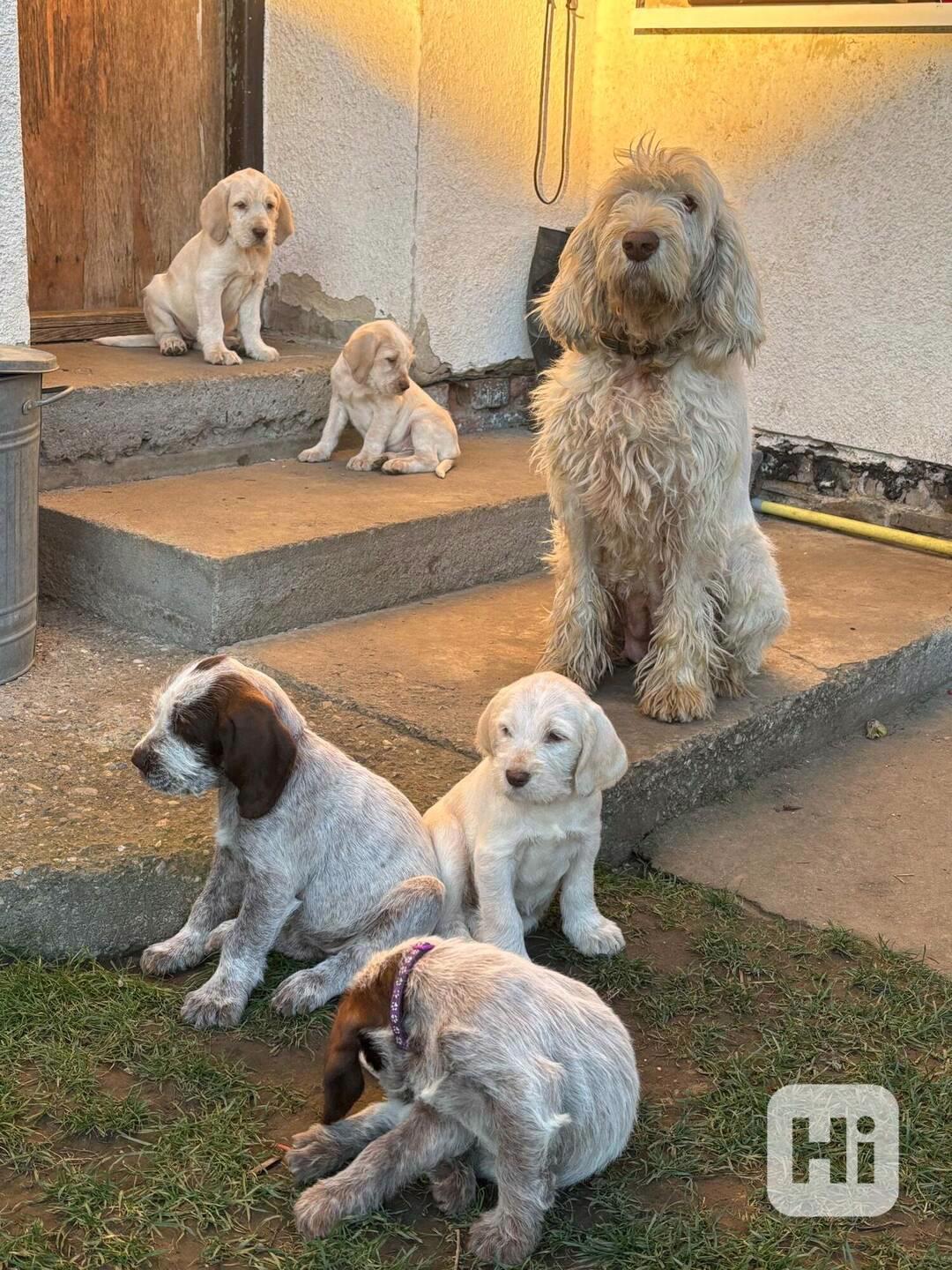 Italský spinone štěně - foto 1