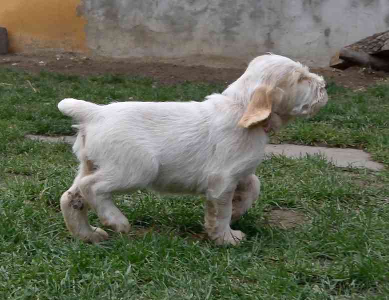 Italský spinone štěně - foto 12