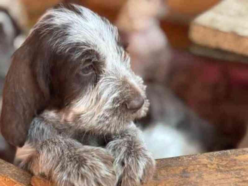 Italský spinone štěně - foto 7