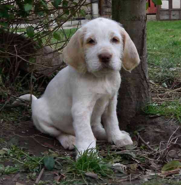 Italský spinone štěně - foto 10