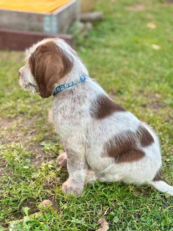 Italský spinone štěně - foto 2