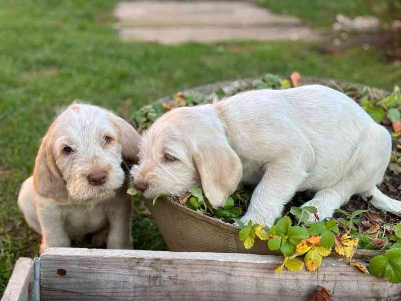 Italský spinone štěně - foto 3