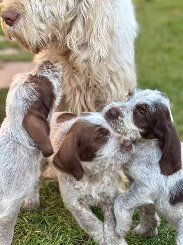 Italský spinone štěně - foto 4