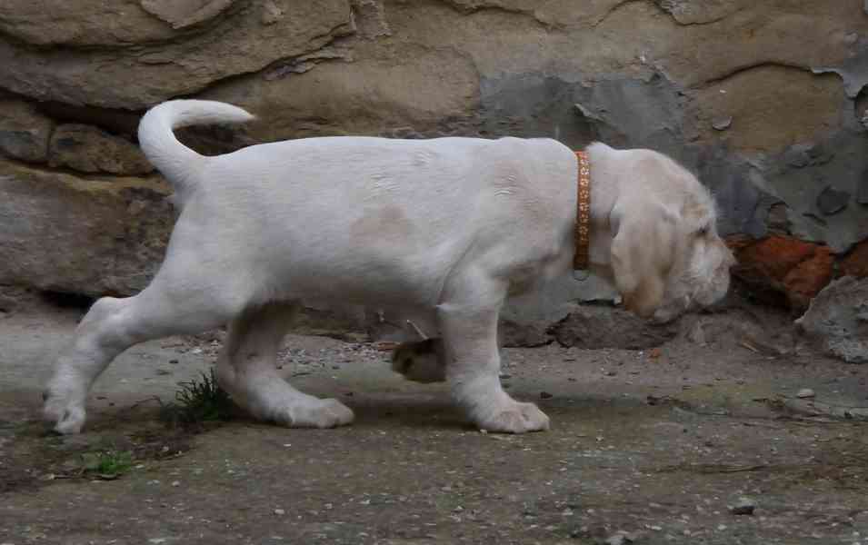 Italský spinone štěně - foto 13