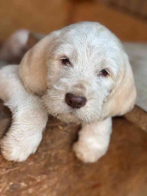 Italský spinone štěně - foto 6