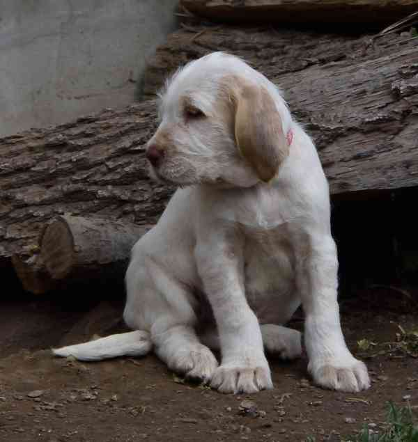 Italský spinone štěně - foto 14