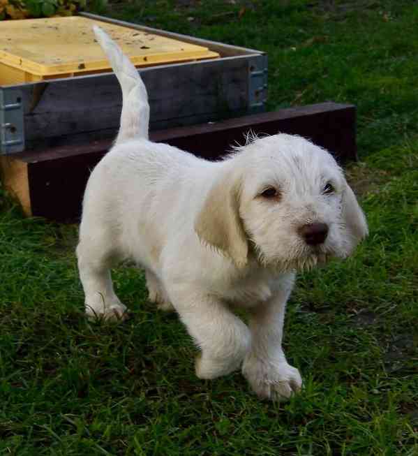 Italský spinone štěně - foto 21