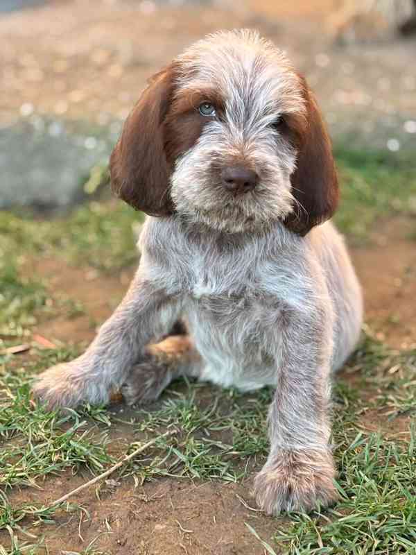 Italský spinone štěně - foto 5