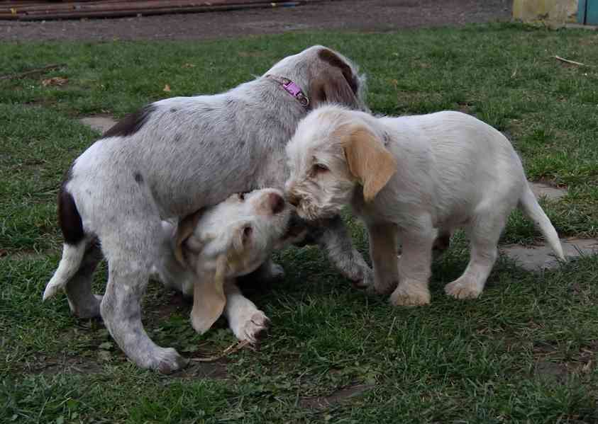 Italský spinone štěně - foto 9