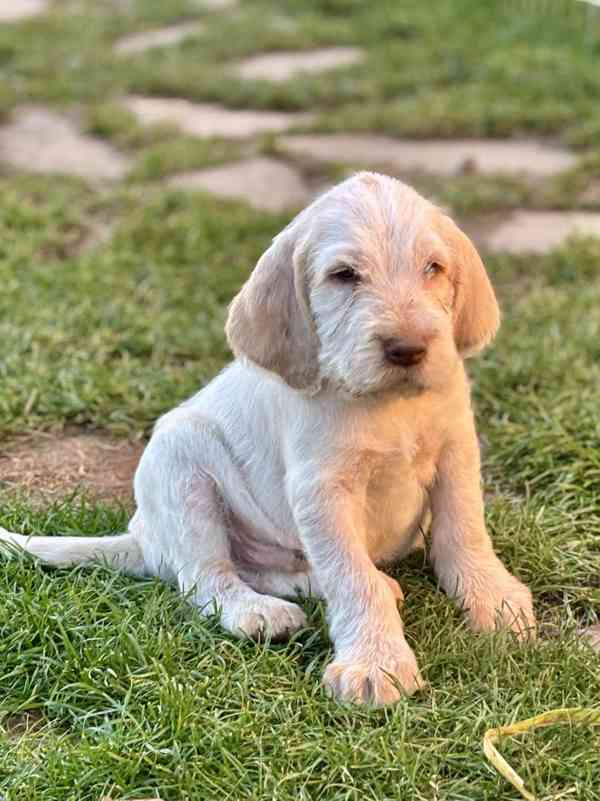 Italský spinone štěně - foto 18
