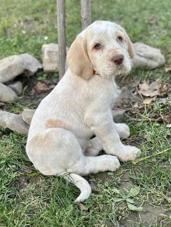 Italský spinone štěně - foto 20