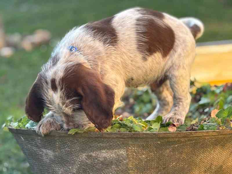 Italský spinone štěně - foto 8