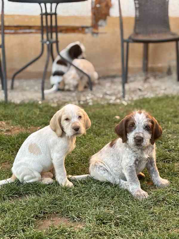 Italský spinone štěně - foto 19