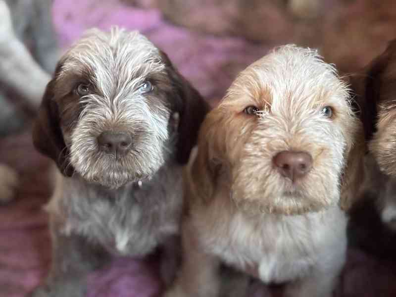 Italský spinone štěně - foto 15