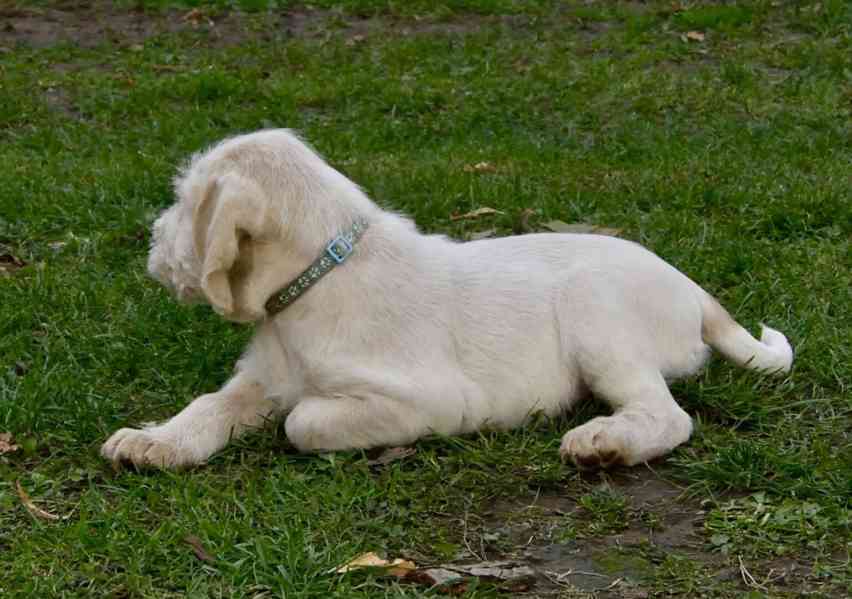 Italský spinone štěně - foto 23