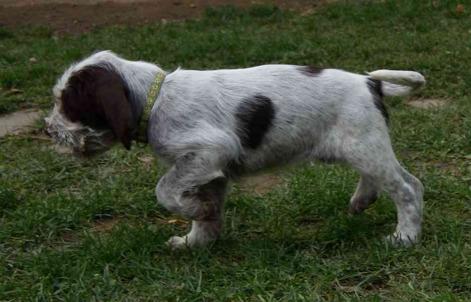 Italský spinone štěně - foto 11